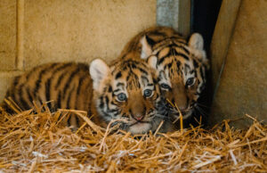 Longleat’s Amur tiger twins revealed to be girls