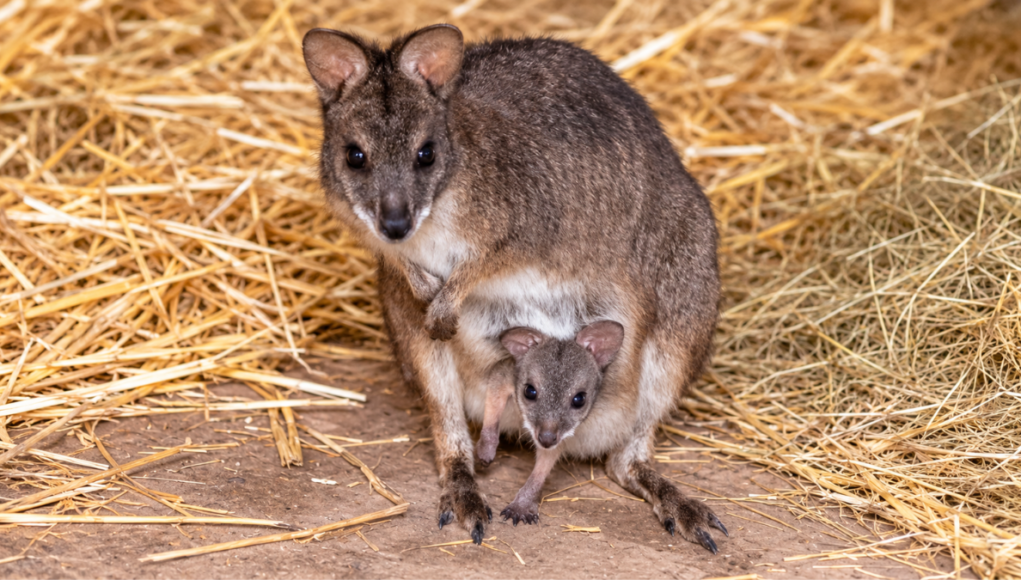 Swindonian - Tiny Parma wallaby joey (1)