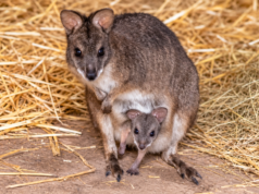Tiny Parma wallaby joey becomes latest adorable arrival at Longleat
