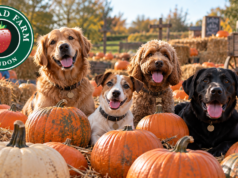 Swindon farm named among South West’s top five dog-friendly pumpkin patches