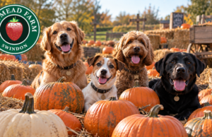 Swindon farm named among South West’s top five dog-friendly pumpkin patches