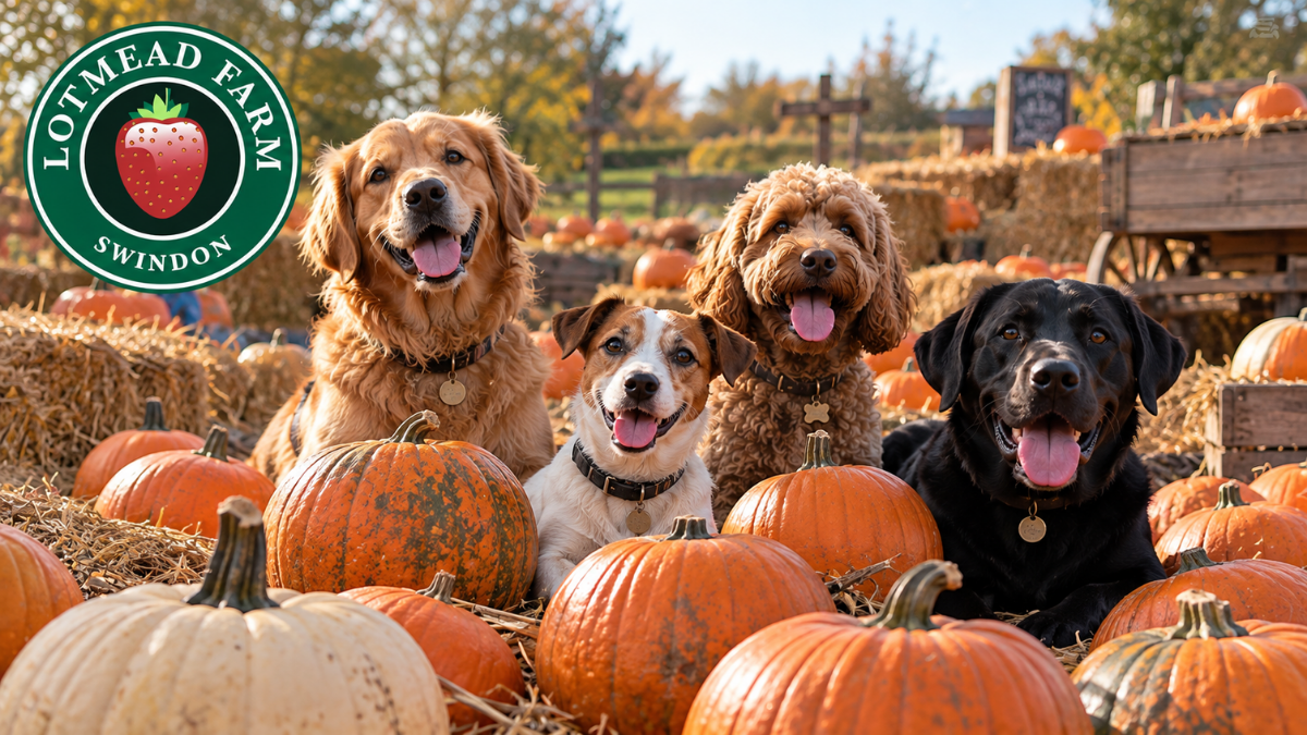 Swindon farm named among South West's top five dog-friendly pumpkin patches